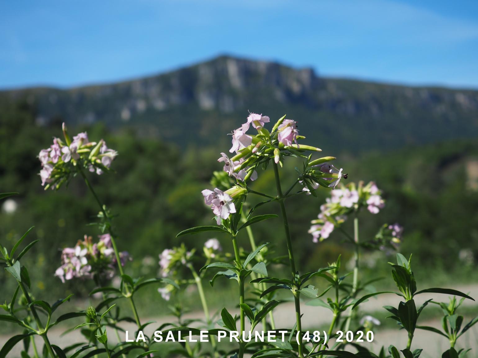 Soapwort